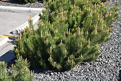 Dwarf Mugo Pine (Pinus mugo var. pumilio) at Millcreek Nursery Ltd