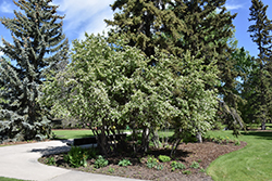 Thiessen Saskatoon (Amelanchier alnifolia 'Thiessen') at Millcreek Nursery Ltd