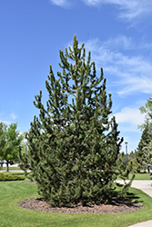 Swiss Mountain Pine (Pinus uncinata) at Millcreek Nursery Ltd