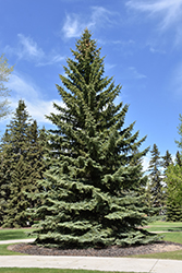 Blue Colorado Spruce (Picea pungens 'var. glauca') at Millcreek Nursery Ltd