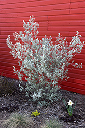 Polar Bear Willow (Salix salicola 'Polar Bear') at Millcreek Nursery Ltd