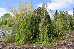 Youngii Weeping Birch (Betula pendula 'Youngii') at Millcreek Nursery Ltd