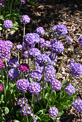 Drumstick Primrose (Primula denticulata) at Millcreek Nursery Ltd