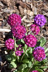 Drumstick Primrose (Primula denticulata) at Millcreek Nursery Ltd