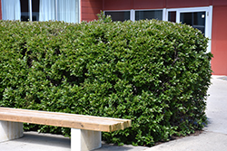 Hedge Cotoneaster (Cotoneaster lucidus) at Millcreek Nursery Ltd