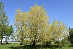 Golden Willow (Salix alba 'Vitellina') at Millcreek Nursery Ltd