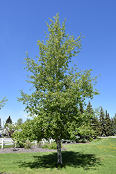 Trembling Aspen (Populus tremuloides) at Millcreek Nursery Ltd