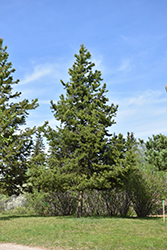 Lodgepole Pine (Pinus contorta 'var. latifolia') at Millcreek Nursery Ltd