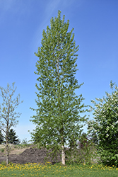 Balsam Poplar (Populus balsamifera) at Millcreek Nursery Ltd