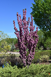 Purple Spire Columnar Crabapple (Malus 'Jefspire') at Millcreek Nursery Ltd