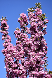 Purple Spire Columnar Crabapple (Malus 'Jefspire') at Millcreek Nursery Ltd