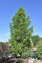 Siberian Larch (Larix sibirica) at Millcreek Nursery Ltd