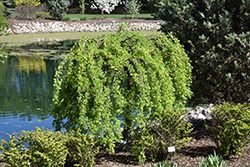 Weeping Caragana (Caragana arborescens 'Pendula') at Millcreek Nursery Ltd