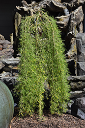 Walker  Weeping Caragana (Caragana arborescens 'Walker') at Millcreek Nursery Ltd