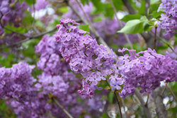 Asessippi Hyacinth Lilac (Syringa x hyacinthiflora 'Asessippi') at Millcreek Nursery Ltd