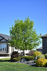 Foothills Green Ash (Fraxinus pennsylvanica 'Foothills') at Millcreek Nursery Ltd