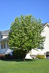 Amur Cherry (Prunus maackii) at Millcreek Nursery Ltd