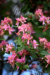 Arnold Red Honeysuckle (Lonicera tatarica 'Arnold Red') at Millcreek Nursery Ltd