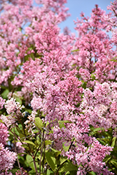 Succulent Plant Mature Misty Lilac. A Very Unique and Limited Plant. -   Canada