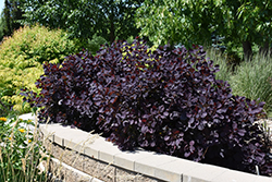 Royal Purple Smokebush (Cotinus coggygria 'Royal Purple') at Millcreek Nursery Ltd