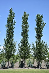 Sundancer Poplar (Populus 'ACWS151') at Millcreek Nursery Ltd