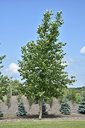 Northwest Poplar (Populus x jackii 'Northwest') at Millcreek Nursery Ltd