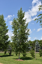 Prairie Dream Paper Birch (Betula papyrifera 'Varen') at Millcreek Nursery Ltd