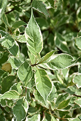 Elegantissma Dogwood (Cornus alba 'Elegantissima') at Millcreek Nursery Ltd