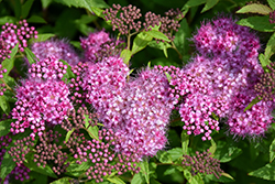 Anthony Waterer Spirea (Spiraea x bumalda 'Anthony Waterer') at Millcreek Nursery Ltd