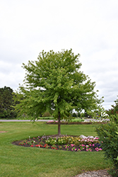 sienna glen maple tree freemanii acer nursery