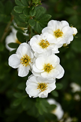 Creme Brulee Potentilla (Potentilla fruticosa 'Bailbrule') at Millcreek Nursery Ltd