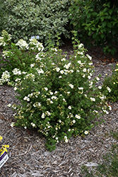 Creme Brulee Potentilla (Potentilla fruticosa 'Bailbrule') at Millcreek Nursery Ltd