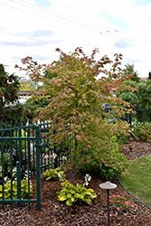 North Wind Japanese Maple (Acer 'IsINW') at Millcreek Nursery Ltd