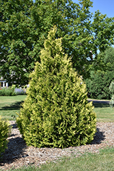 Yellow Ribbon Cedar (Thuja occidentalis 'Yellow Ribbon') at Millcreek Nursery Ltd