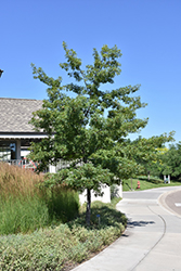 Majestic Skies Northern Pin Oak (Quercus ellipsoidalis 'Bailskies') at Millcreek Nursery Ltd