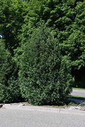 Techny Cedar (Thuja occidentalis 'Techny') at Millcreek Nursery Ltd