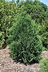 Technito Cedar (Thuja occidentalis 'Bailjohn') at Millcreek Nursery Ltd