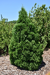 Holmstrup Cedar (Thuja occidentalis 'Holmstrup') at Millcreek Nursery Ltd