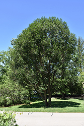 Laurel Leaf Willow (Salix pentandra) at Millcreek Nursery Ltd