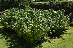 Black Currant (Ribes nigrum) at Millcreek Nursery Ltd