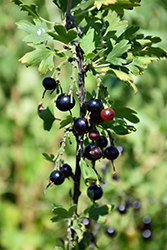 Black Currant (Ribes nigrum) at Millcreek Nursery Ltd