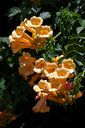 Yellow Trumpetvine (Campsis radicans 'Flava') at Millcreek Nursery Ltd