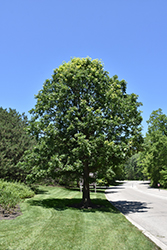 Burr Oak (Quercus macrocarpa) at Millcreek Nursery Ltd