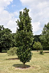 Regal Prince English Oak (Quercus 'Regal Prince') at Millcreek Nursery Ltd