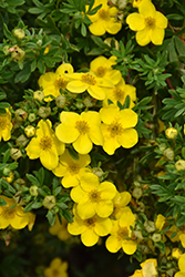 Happy Face Yellow Potentilla (Potentilla fruticosa 'Lundy') at Millcreek Nursery Ltd