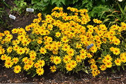 Sunstruck False Sunflower (Heliopsis helianthoides 'Sunstruck') at Millcreek Nursery Ltd