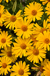 Sunstruck False Sunflower (Heliopsis helianthoides 'Sunstruck') at Millcreek Nursery Ltd
