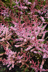Delft Lace Astilbe (Astilbe 'Delft Lace') at Millcreek Nursery Ltd