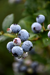 Polaris Blueberry (Vaccinium 'Polaris') at Millcreek Nursery Ltd