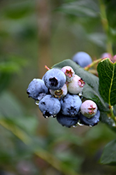 Chippewa Blueberry (Vaccinium 'Chippewa') at Millcreek Nursery Ltd